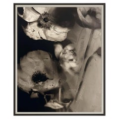 Herbier Un Limited Edition Photography Art Print by Christiane Lemieux 32" x 40"