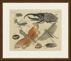Le scarabée Hercule et la mouche-lanterne, gravure ancienne de Bertuch, Vienne, vers 1805