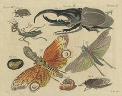 Le scarabée Hercule et la mouche-lanterne, gravure ancienne de Bertuch, Vienne, vers 1805