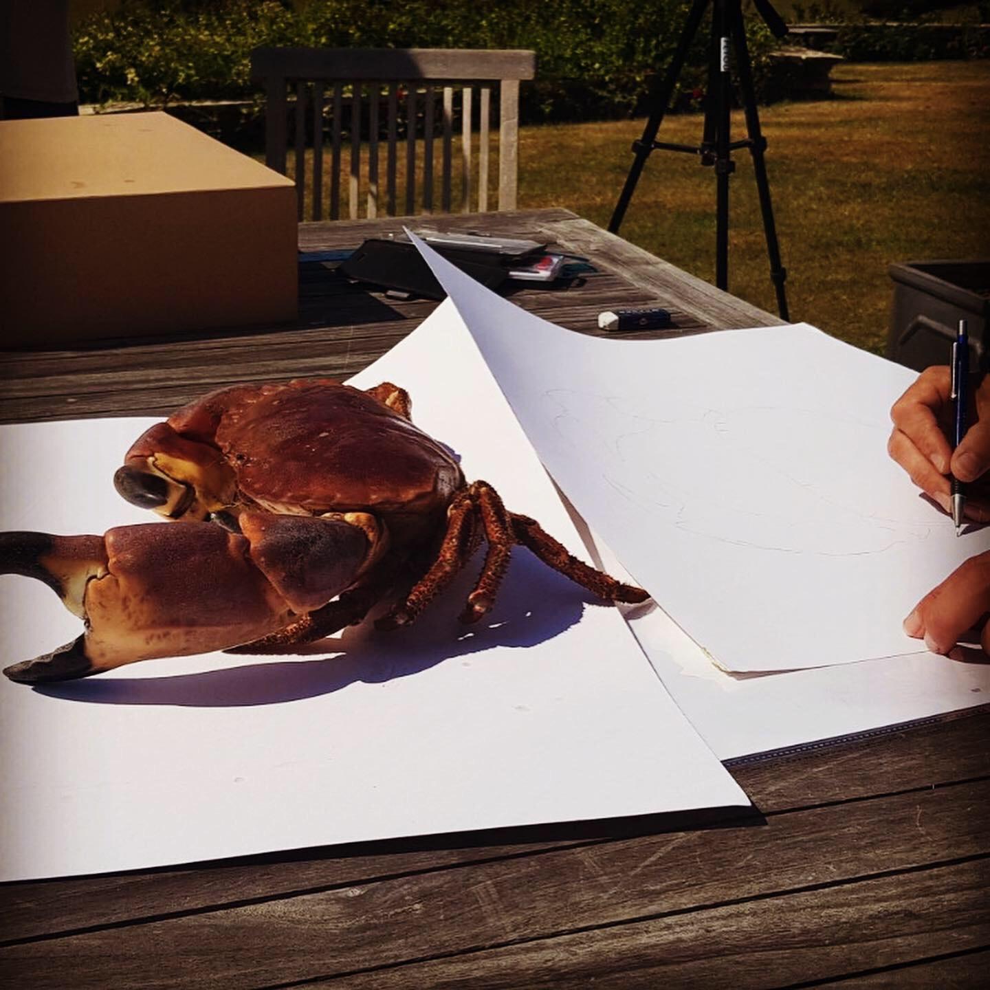 Poterie Un crabe grandeur nature Hercules, dessiné et libéré par Tom Rooth en vente