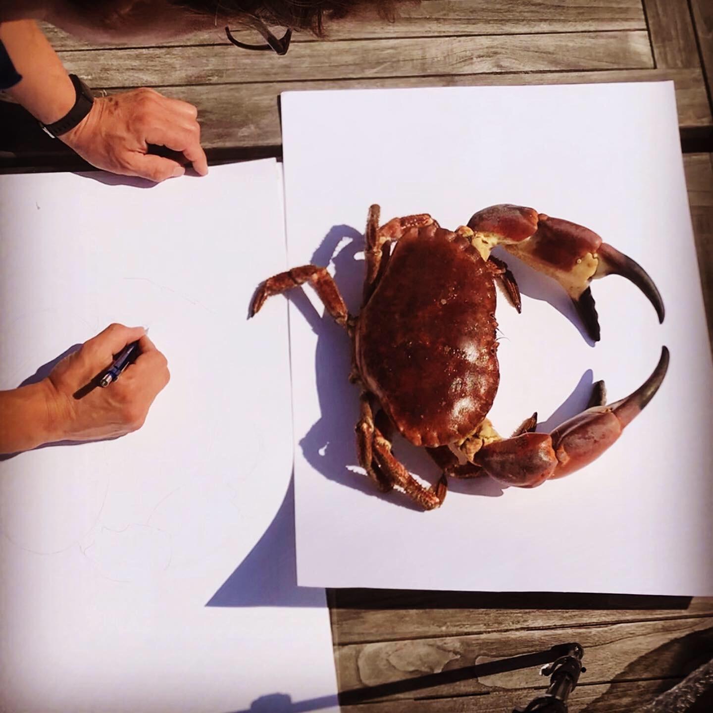 Contemporary Hercules the Crab 'a Life-Sized Crab, Drawn and Released by Tom Rooth' For Sale