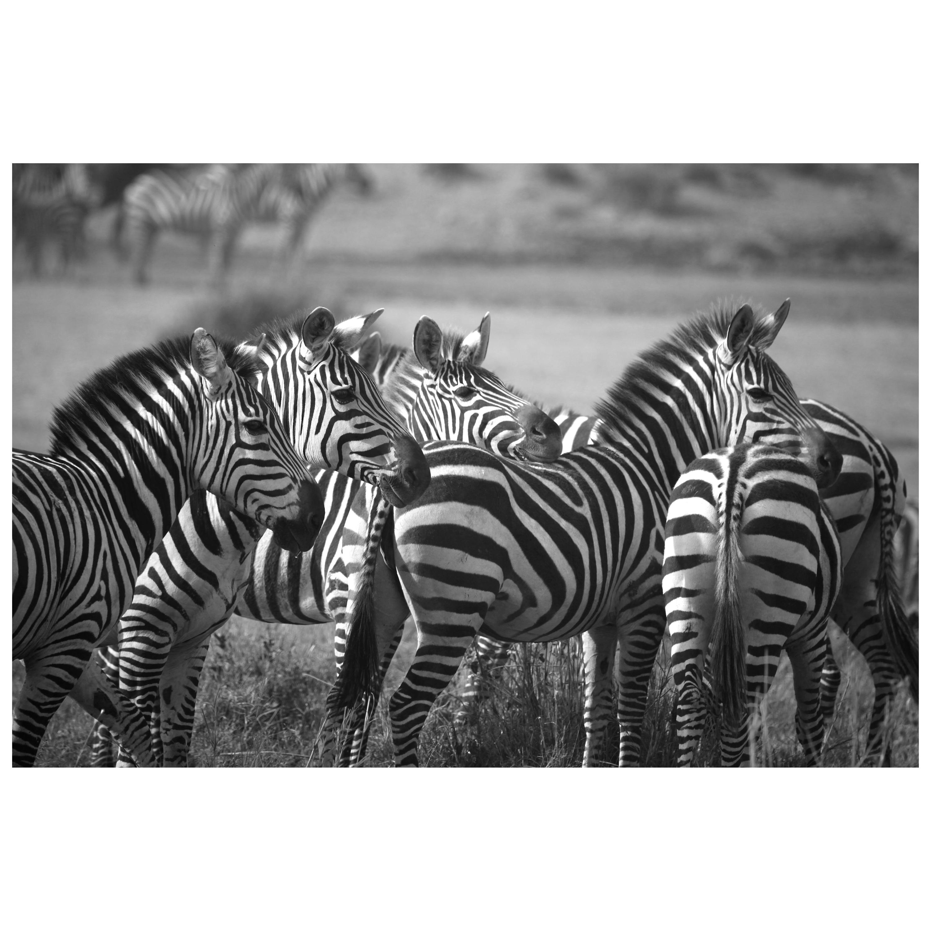 "Herd, " Black and White Photograph by Carolyn Schroeder For Sale