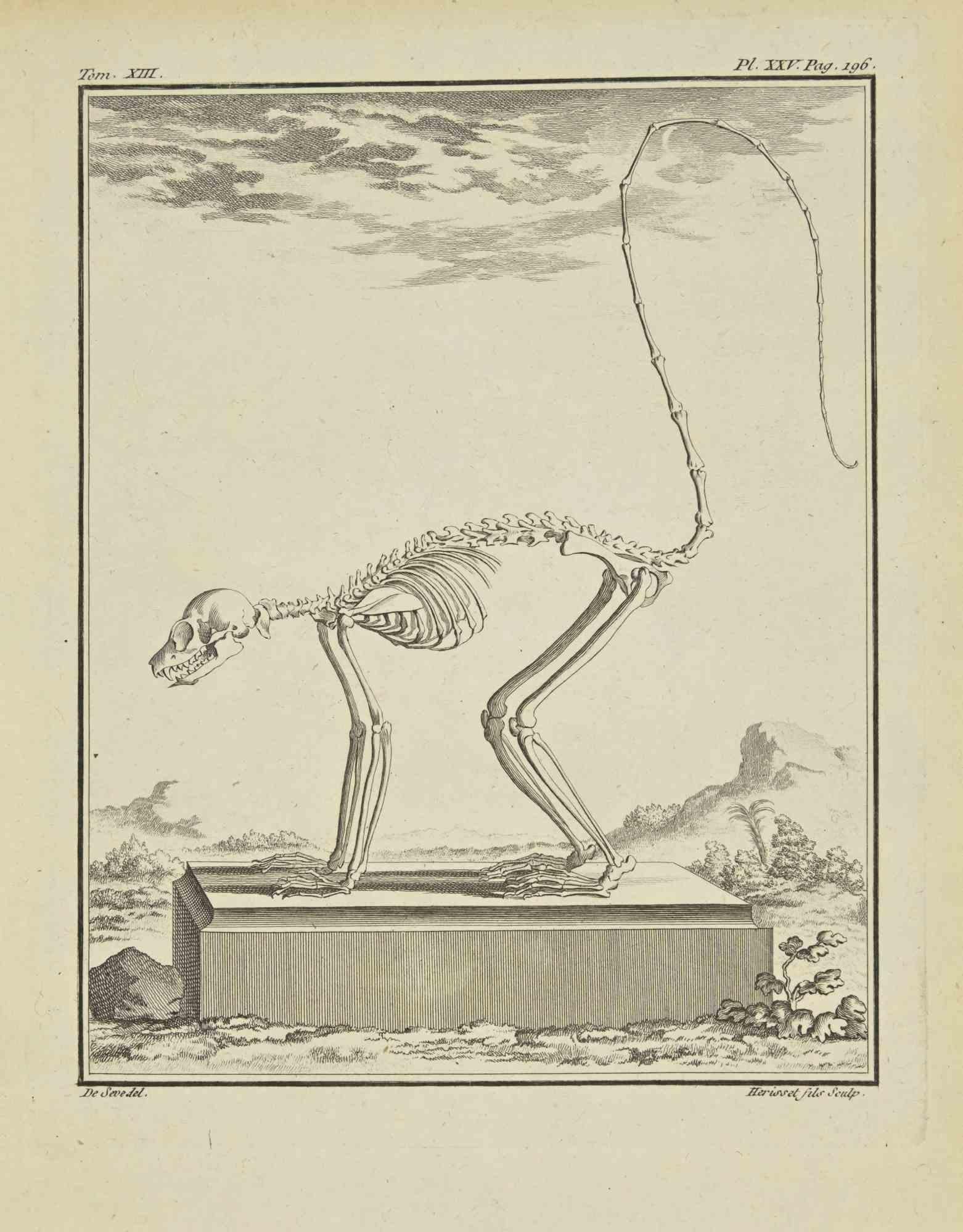 The Skeleton is an etching realized by Herisset and printed in 1771.

The artwork Belongs to the suite "Histoire naturelle, générale et particulière avec la description du Cabinet du Roi". Paris: Imprimerie Royale, 1749-1771. It belongs to the suite