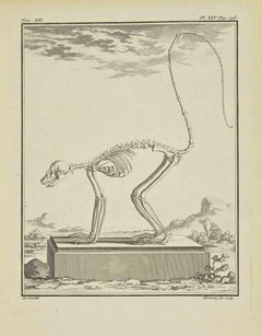 Used The Skeleton - Etching by Herisset  - 1771