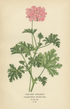 Heritage Blooms: A Triptych of Geranium Varietals, 1896