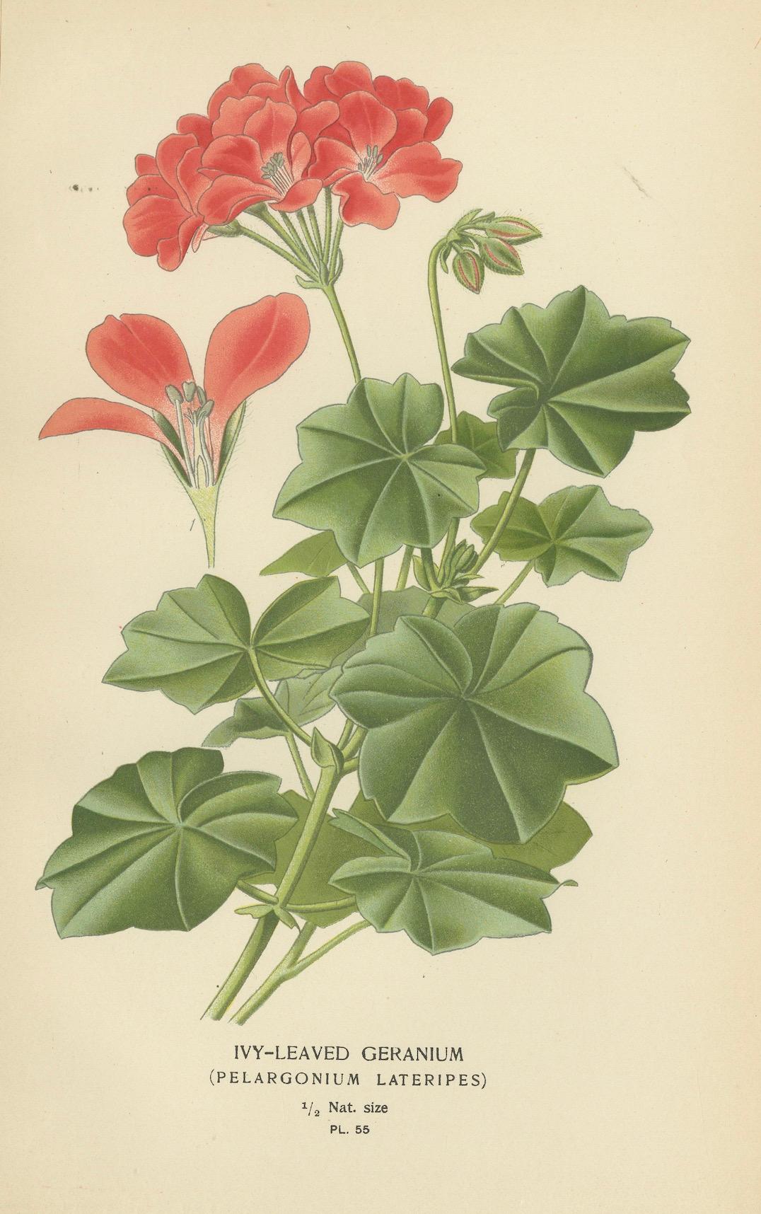Heritage Blooms: A Triptych of Geranium Varietals, 1896 In Good Condition For Sale In Langweer, NL