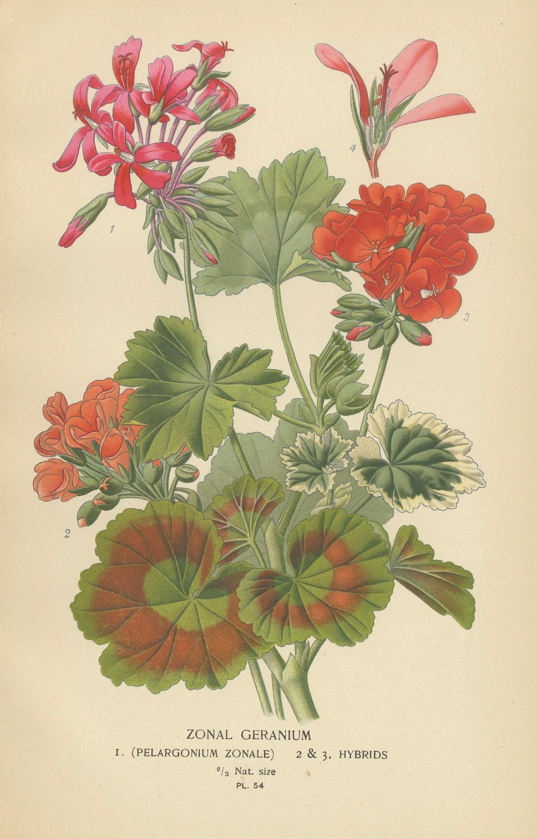 Late 19th Century Heritage Blooms: A Triptych of Geranium Varietals, 1896 For Sale
