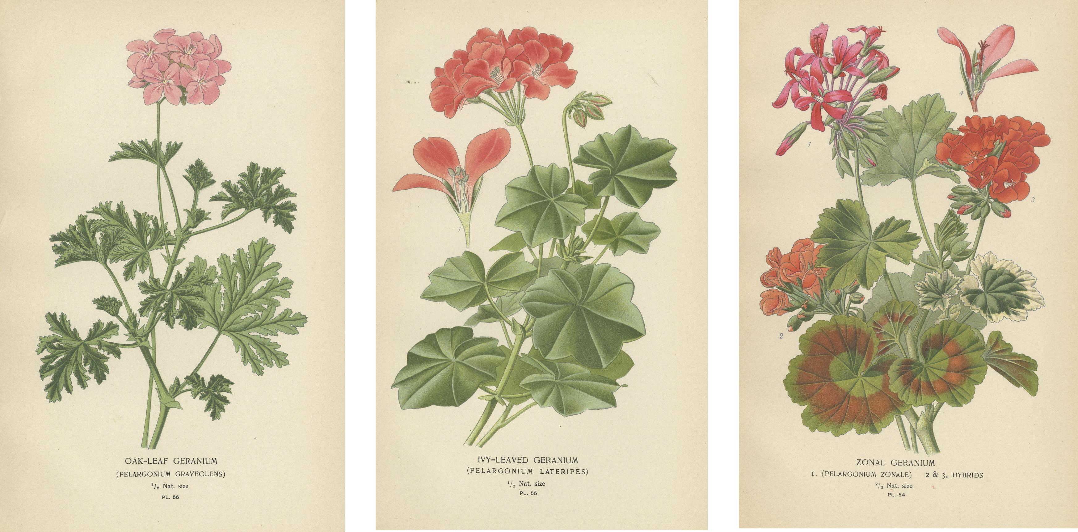Heritage Blooms: Ein Triptychon aus Geranienvarietals, 1896 (Papier) im Angebot