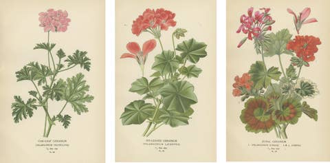 Heritage Blooms: A Triptych of Geranium Varietals, 1896