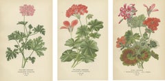 Heritage Blooms: Ein Triptychon aus Geranienvarietals, 1896