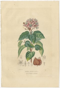 Heritage Blossoms: A Trio of 1845 Hand-Colored Botanical Engravings