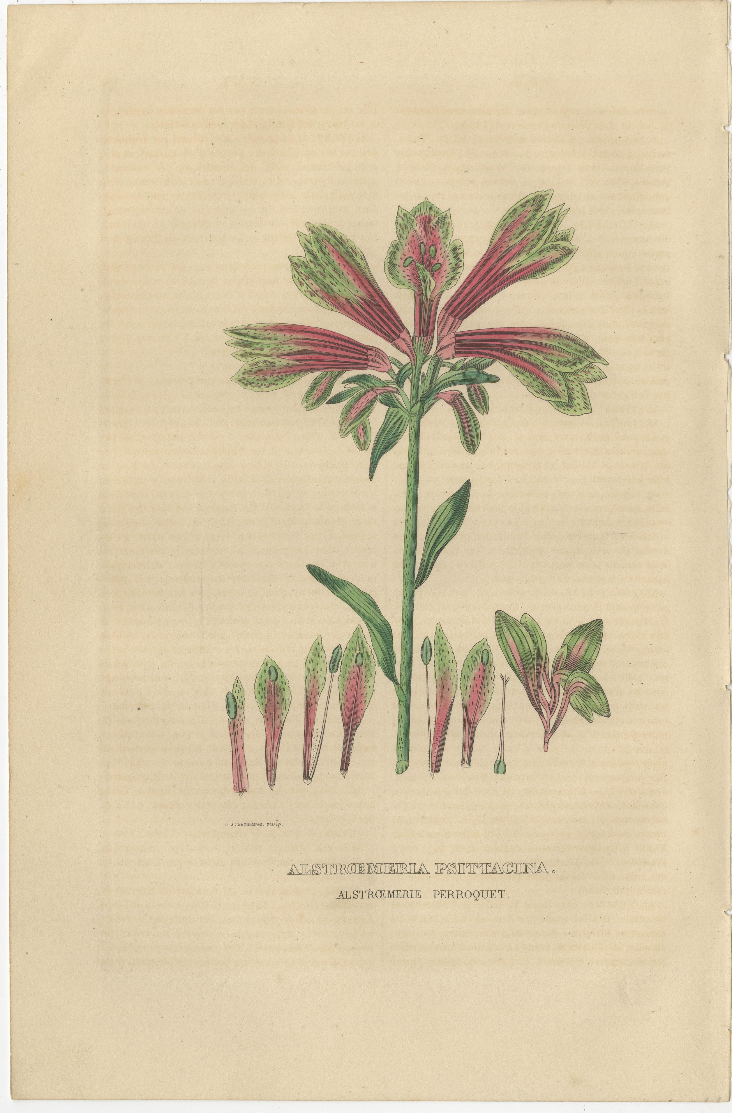 Engraved Heritage Blossoms: A Trio of 1845 Hand-Colored Botanical Engravings For Sale