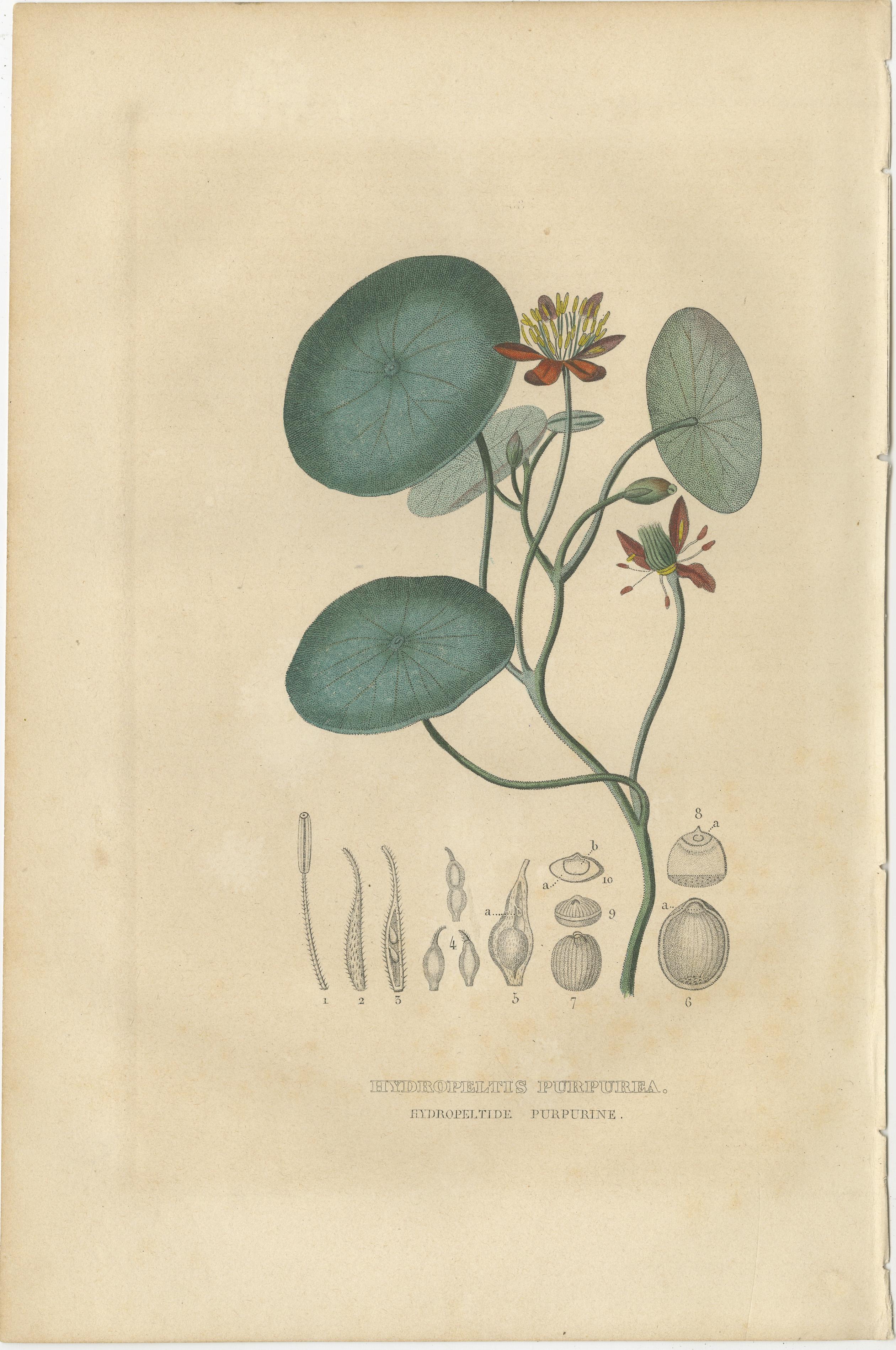 Heritage Blossoms: A Trio of 1845 Hand-Colored Botanical Engravings In Good Condition For Sale In Langweer, NL