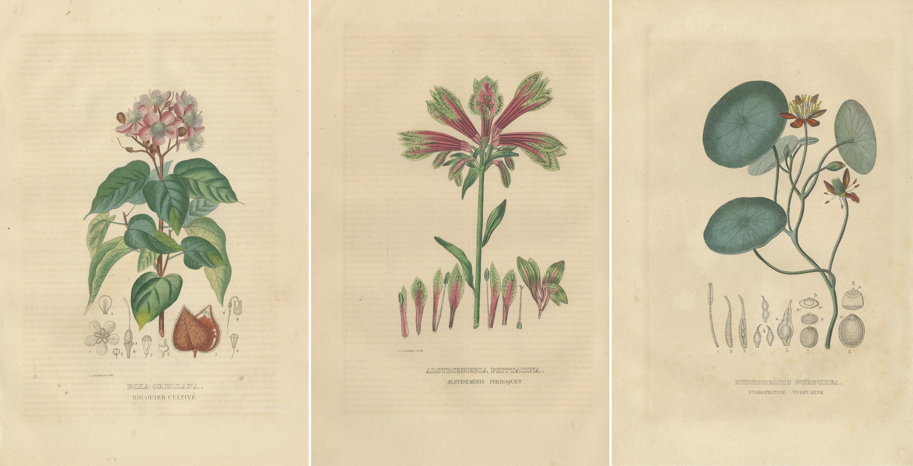 19th Century Heritage Blossoms: A Trio of 1845 Hand-Colored Botanical Engravings For Sale