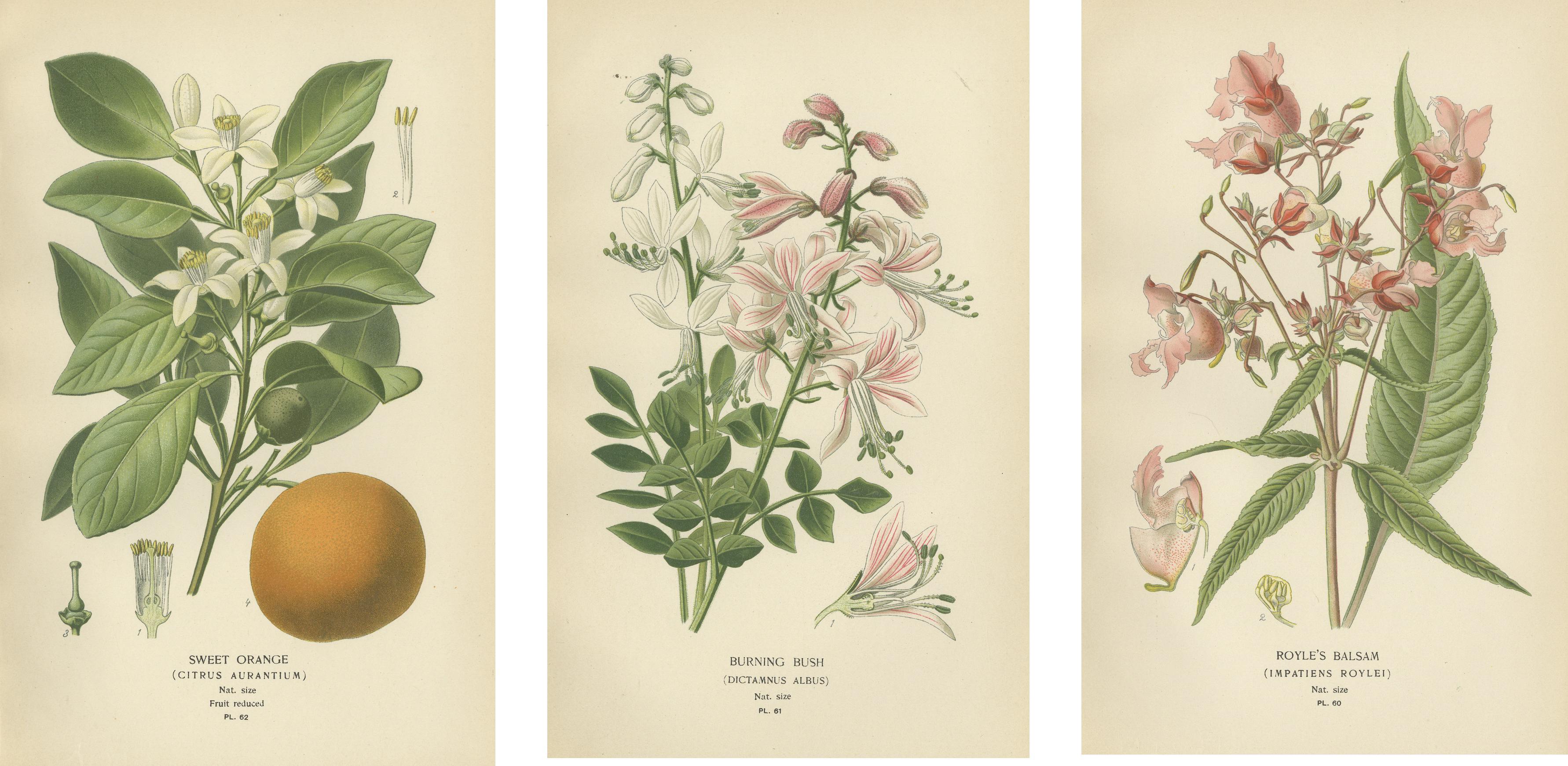 Paper Heritage Blossoms: A Triptych of Garden Elegance, 1896 For Sale