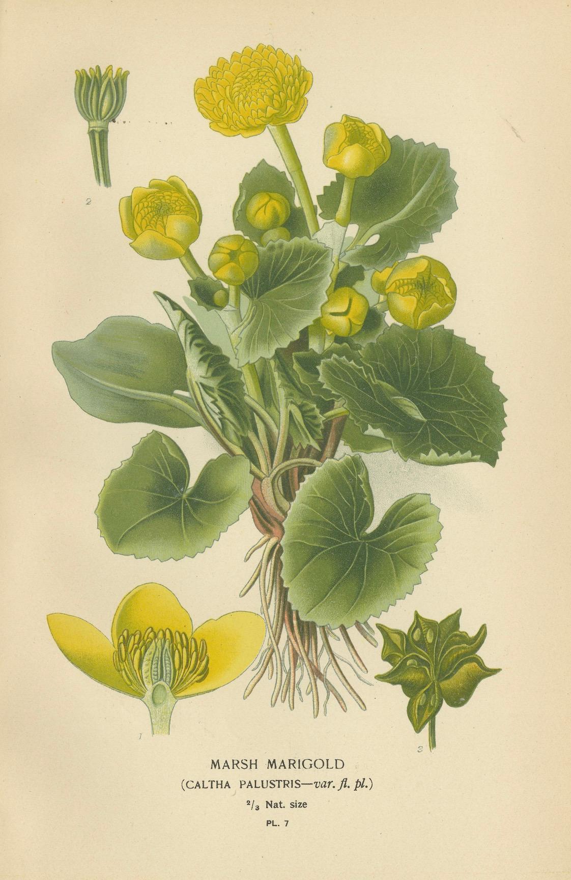 Heritage Blossoms: Eine viktorianische botanische Auswahl, 1896 im Zustand „Gut“ im Angebot in Langweer, NL