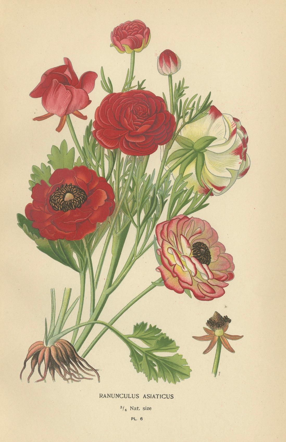 Late 19th Century Heritage Blossoms: A Victorian Botanical Selection, 1896 For Sale