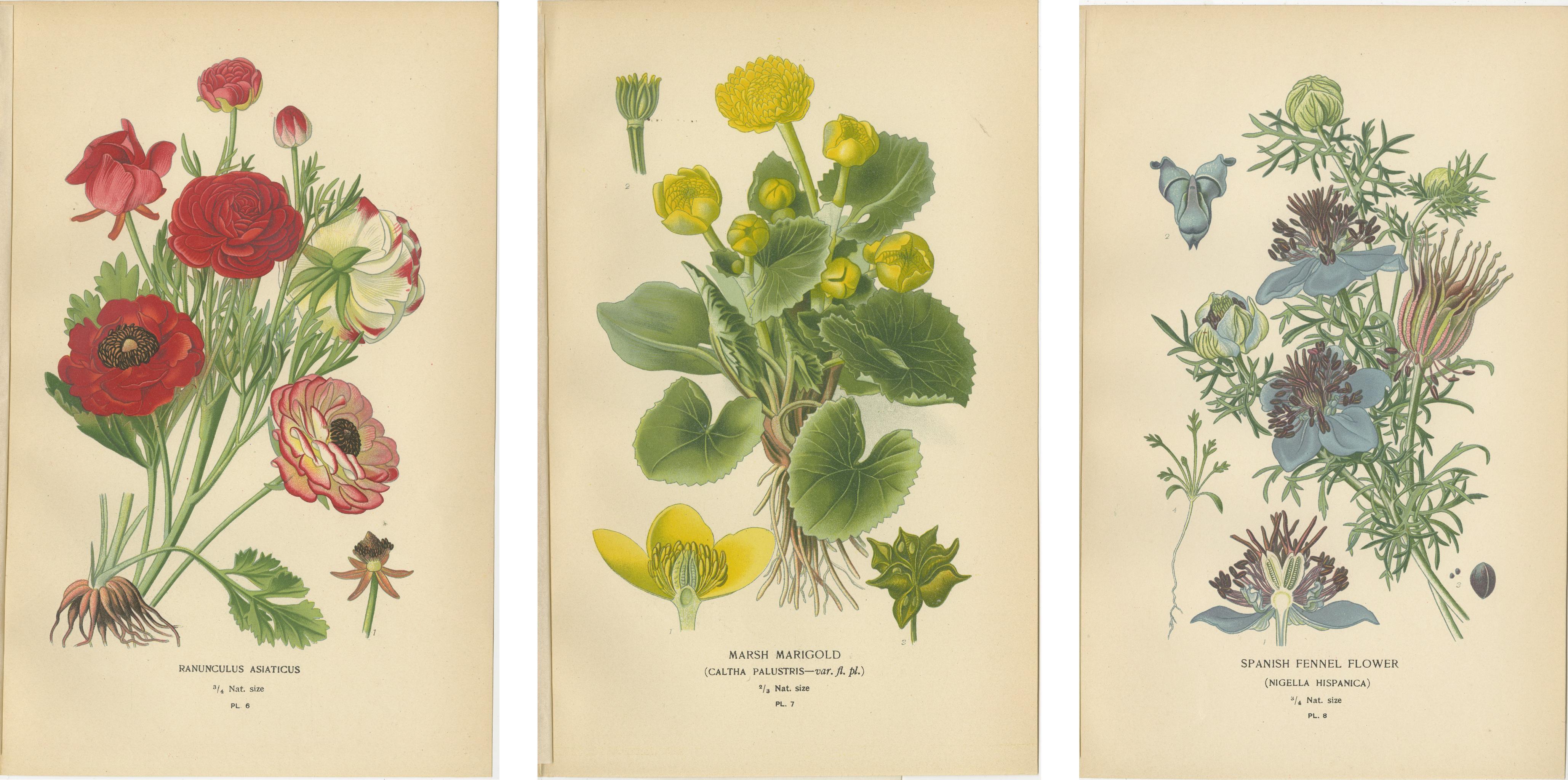 Heritage Blossoms: Eine viktorianische botanische Auswahl, 1896 (Papier) im Angebot