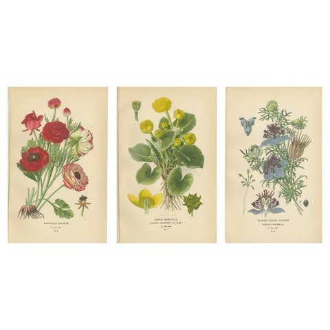 Heritage Blossoms: A Victorian Botanical Selection, 1896
