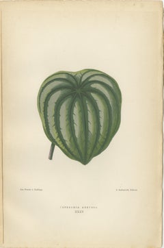 Heritage Botanicals: A Triptychon der Pariser Flora von 1880