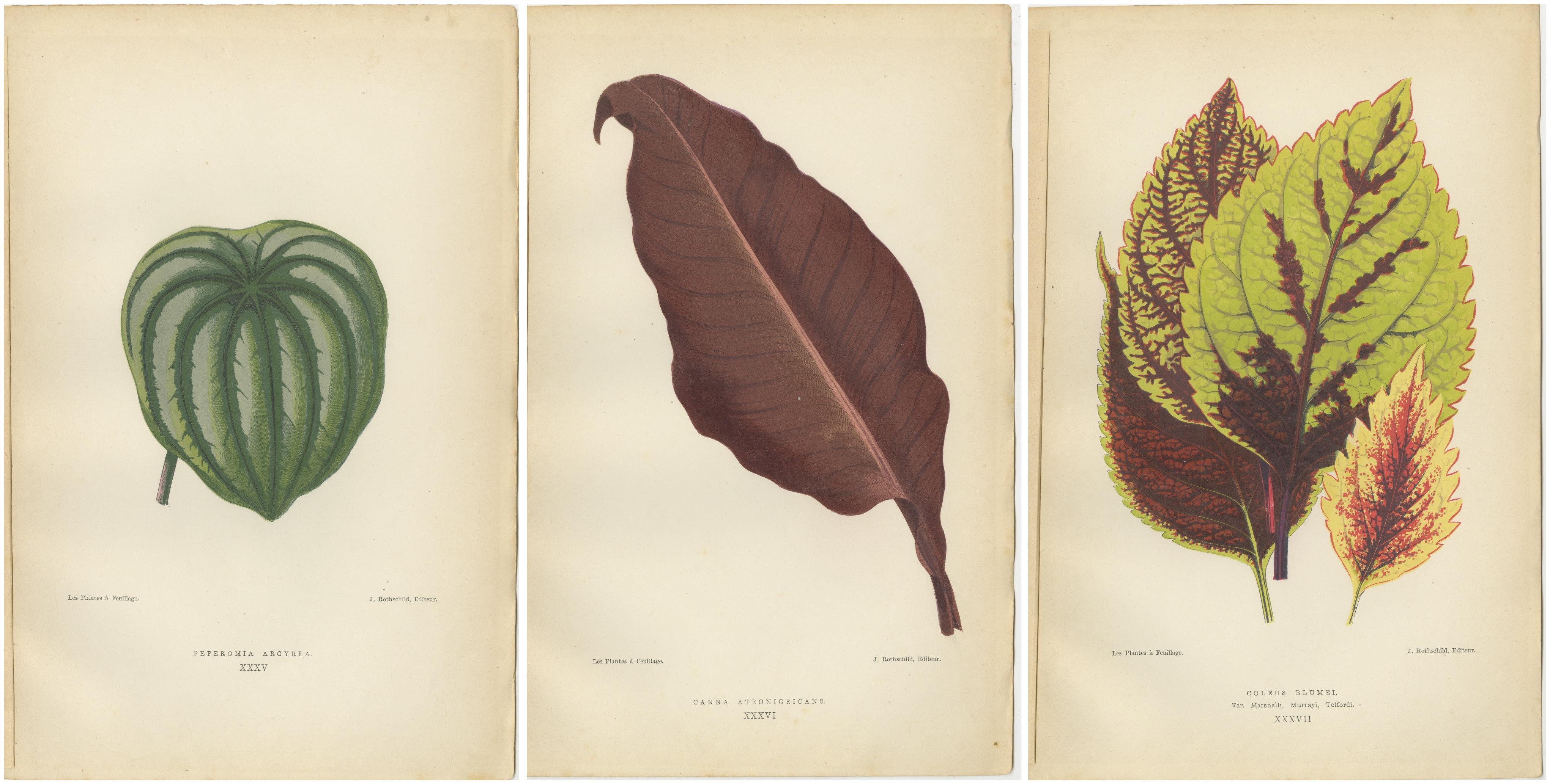 Paper Heritage Botanicals: A Triptych of 1880 Parisian Flora For Sale
