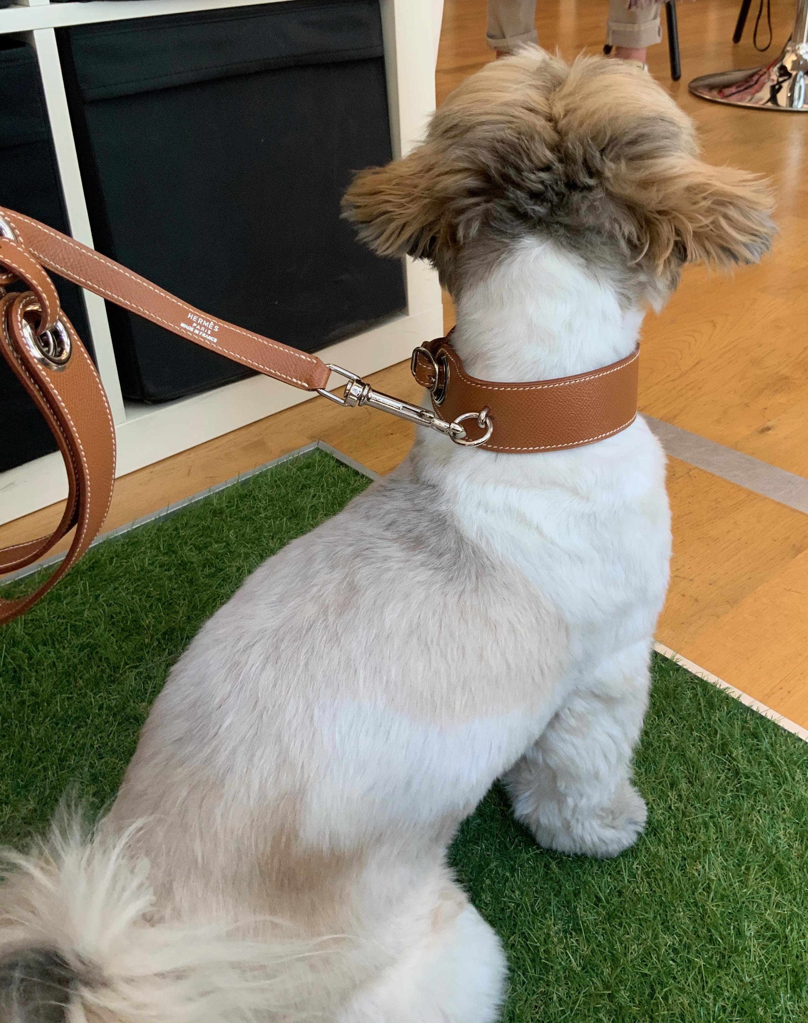 Hermès Collar and Leash Set for Pet Dog 5