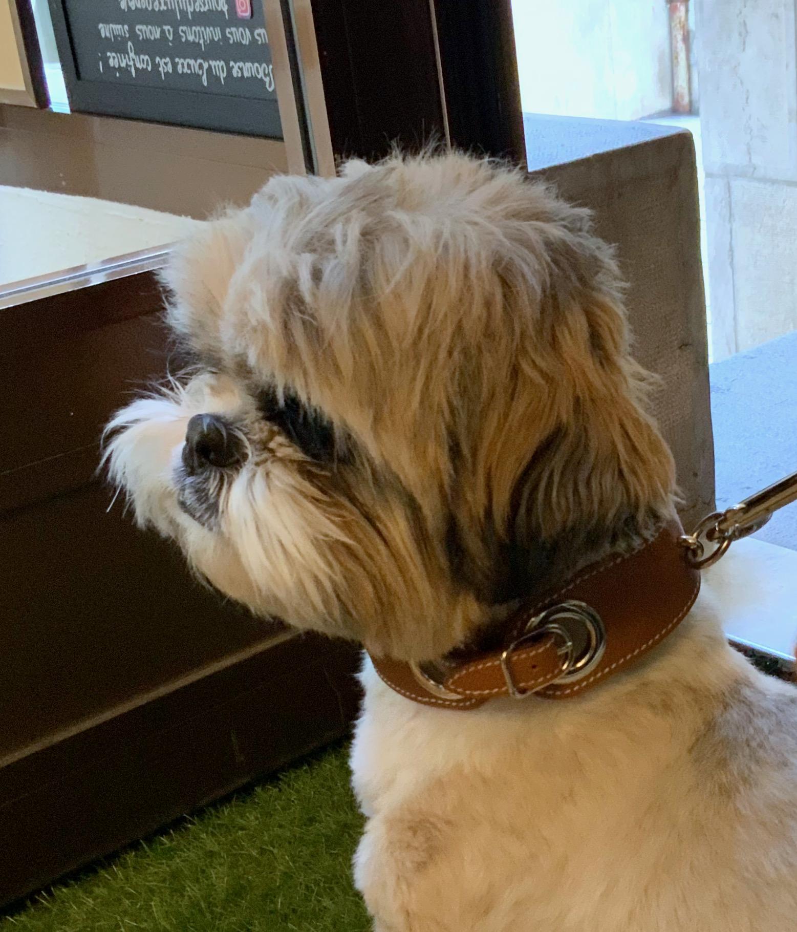 Brown Hermès Collar and Leash Set for Pet Dog