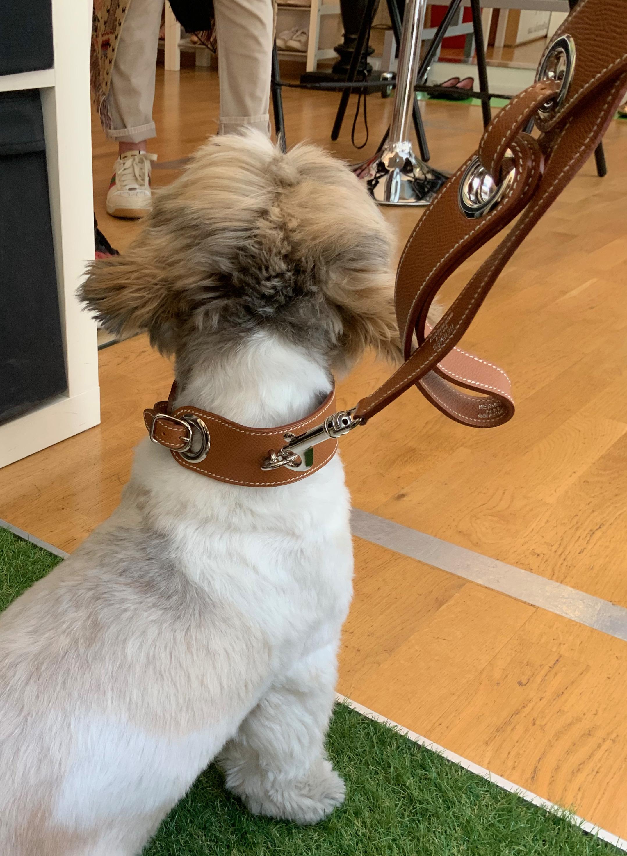 Hermès Collar and Leash Set for Pet Dog In Good Condition In Geneva, CH