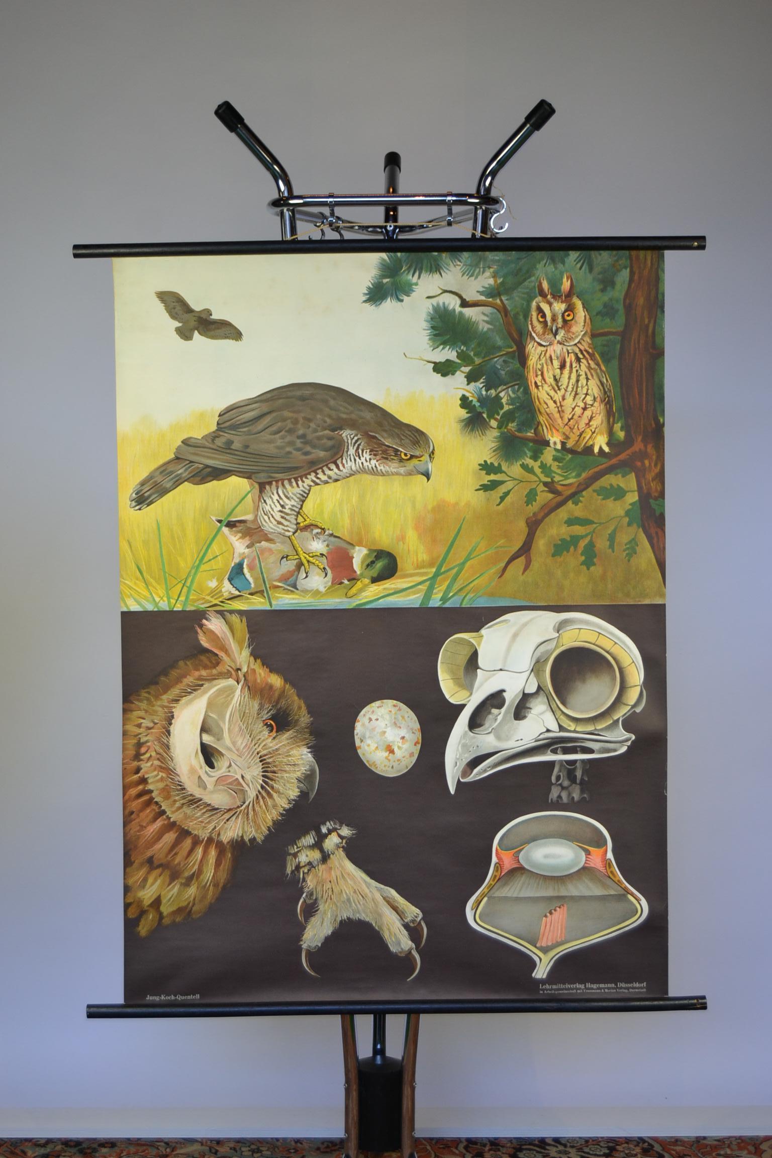 1950s Canvas Wall - School Chart  Raptorial Birds by Jung - Koch - Quentell  9