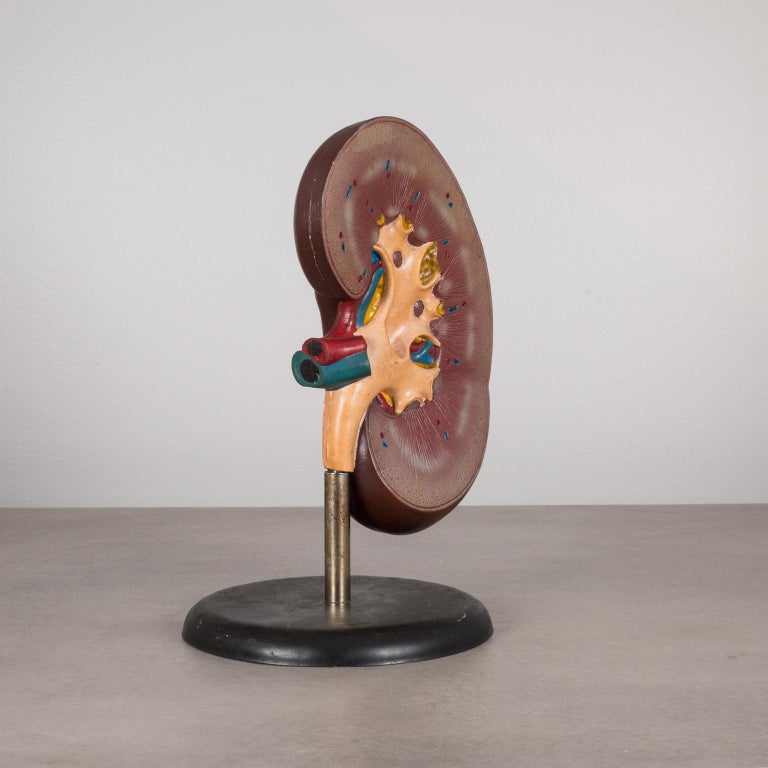 Midcentury Kidney Model/Medical Teaching Tool, circa 1970s For Sale at