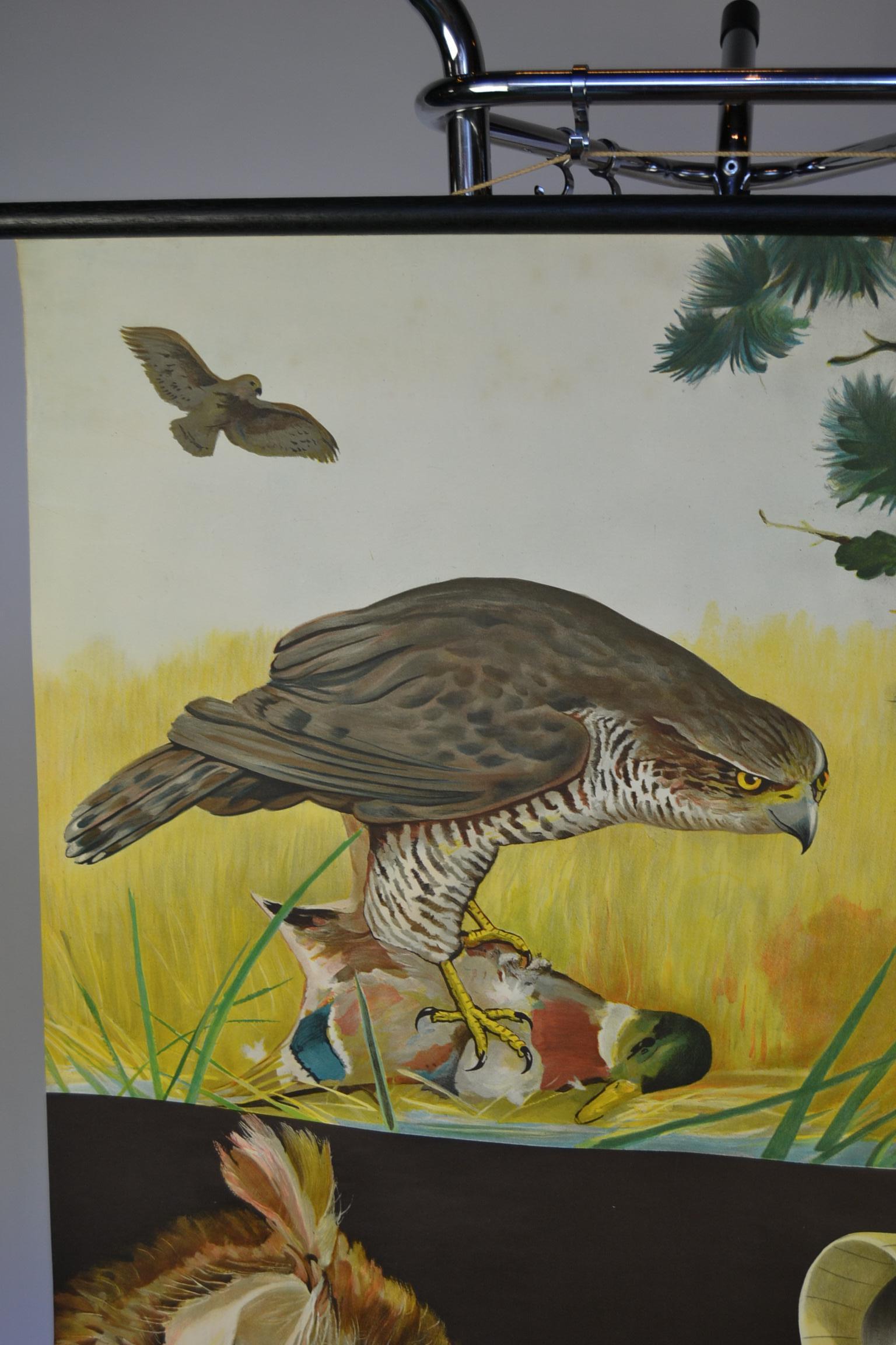 Country 1950s Canvas Wall - School Chart  Raptorial Birds by Jung - Koch - Quentell 