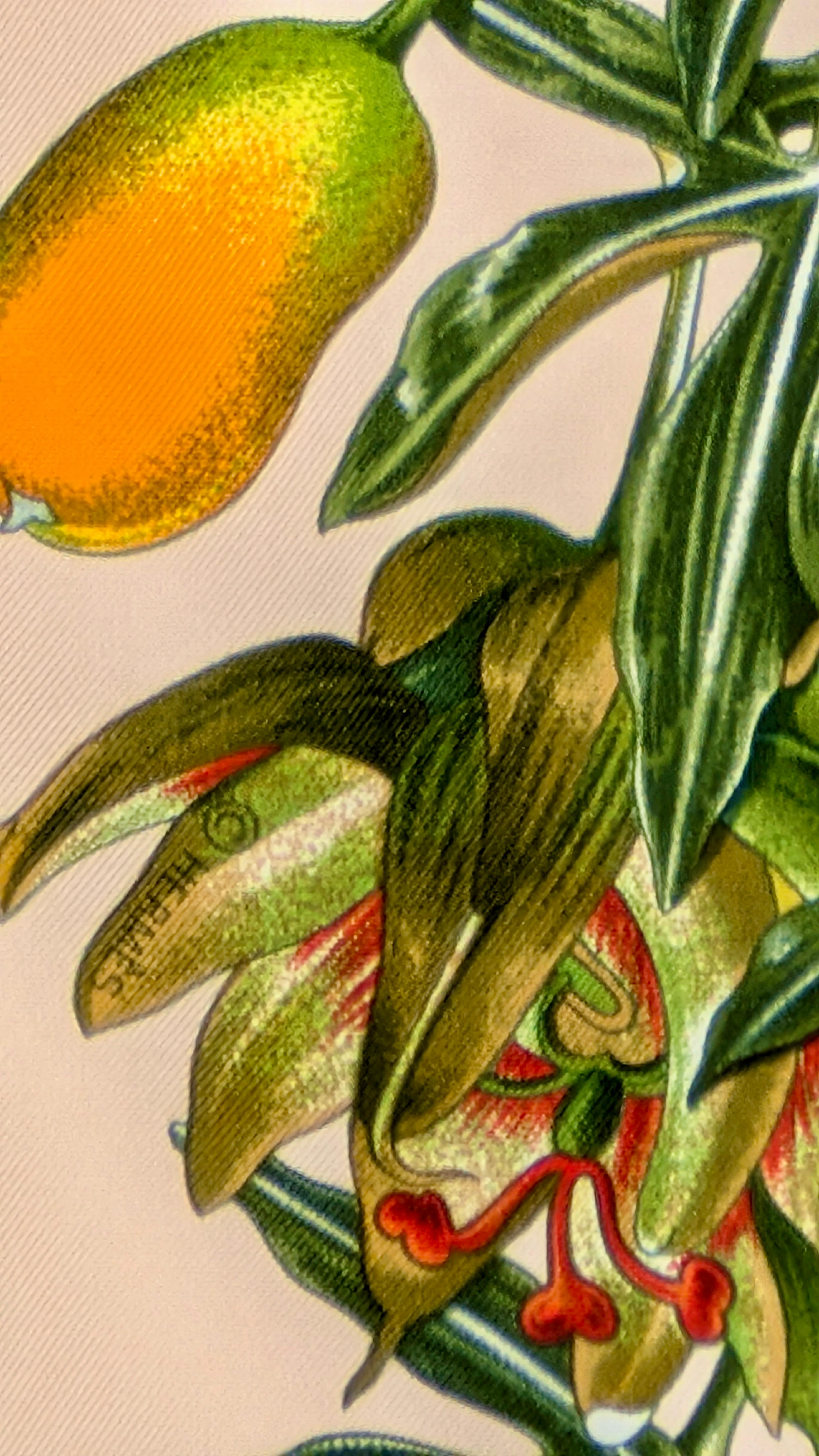 HERMÈS bufanda PASSIFLORES en venta 3