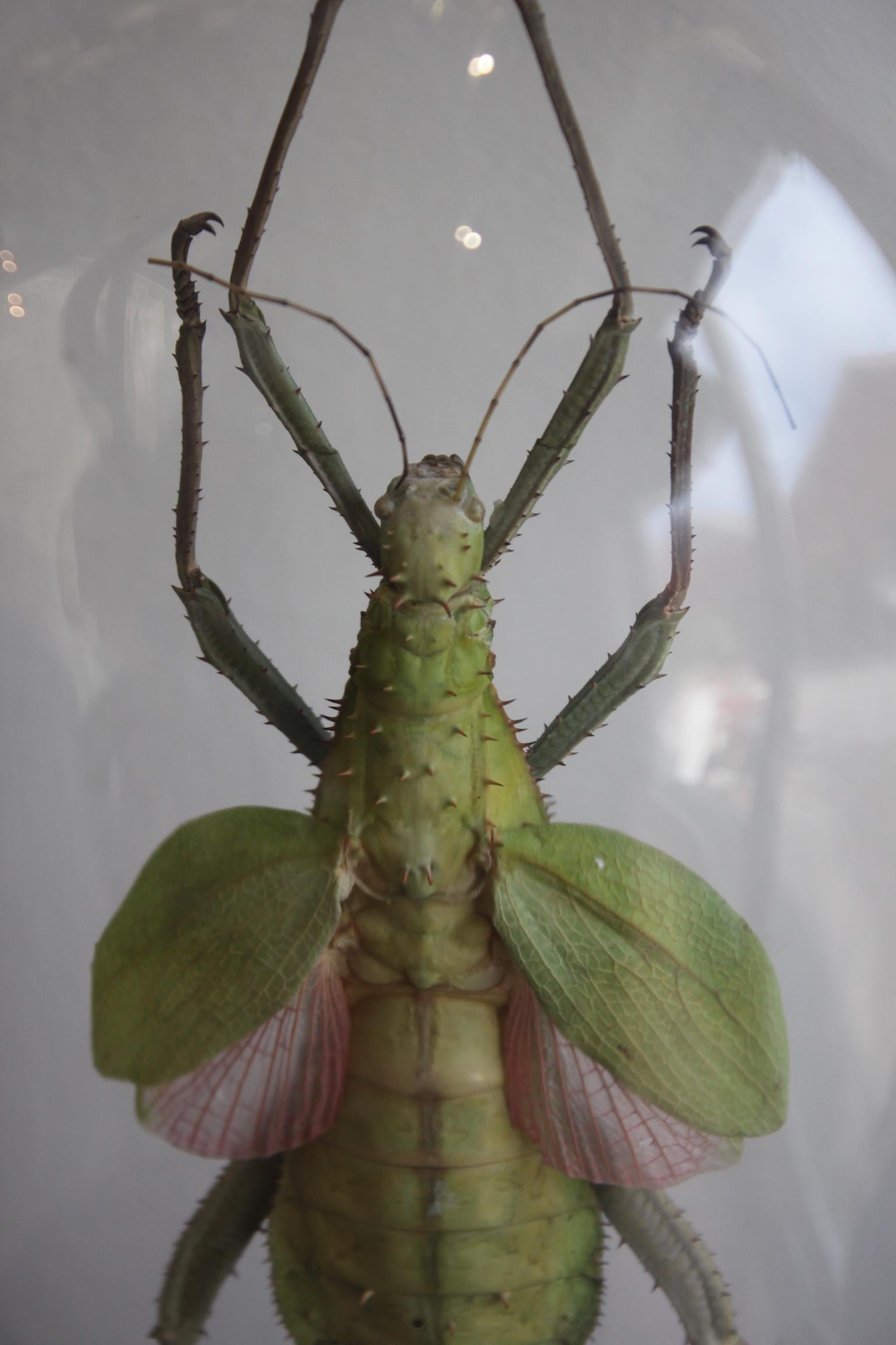 Glass Heteropteryx Dilata Phasmatodea in a Napoleon III Globe