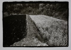 Bed of Flowers, Japan, 1978, Black and White, Silver Gelatin