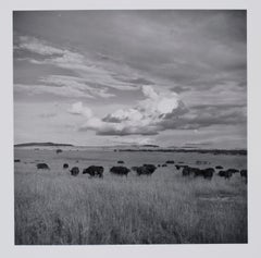 Hideoki, Black & White Photography, Buffalos, Tanzania, 1994