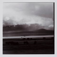 Hideoki, Black & White Photography, Buffalos, Tanzania, 1994