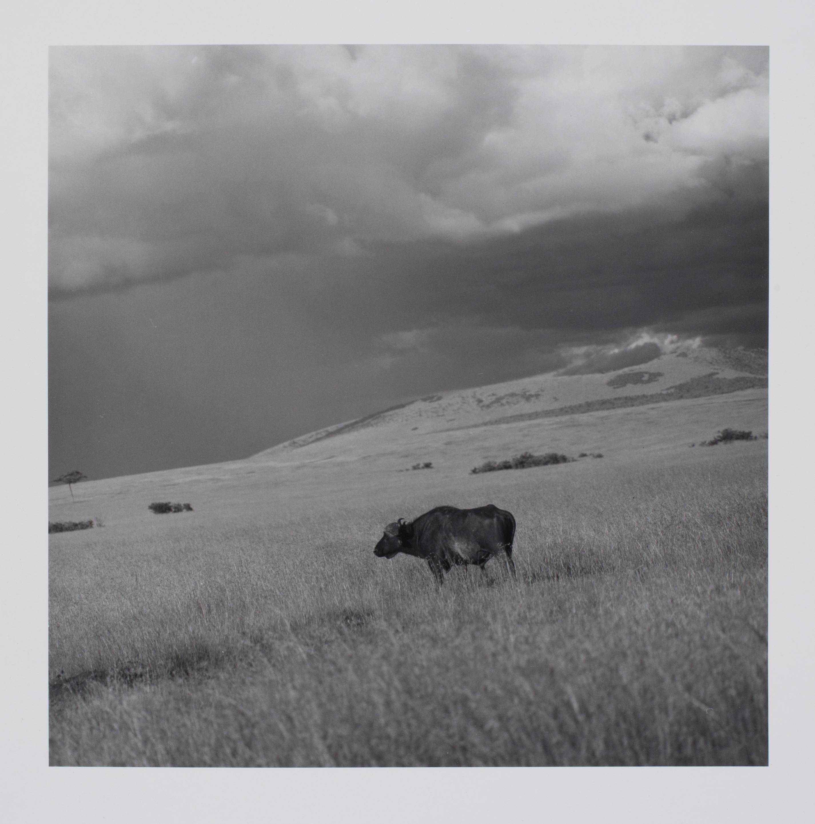 Hideoki Hagiwara Black and White Photograph - Hideoki, Black & White Photography, Buffalos, Tanzania, 1994