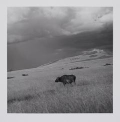 Retro Hideoki, Black & White Photography, Buffalos, Tanzania, 1994
