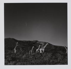 Retro Hideoki, Black & White Photography, Zebra, Tanzania, 1994