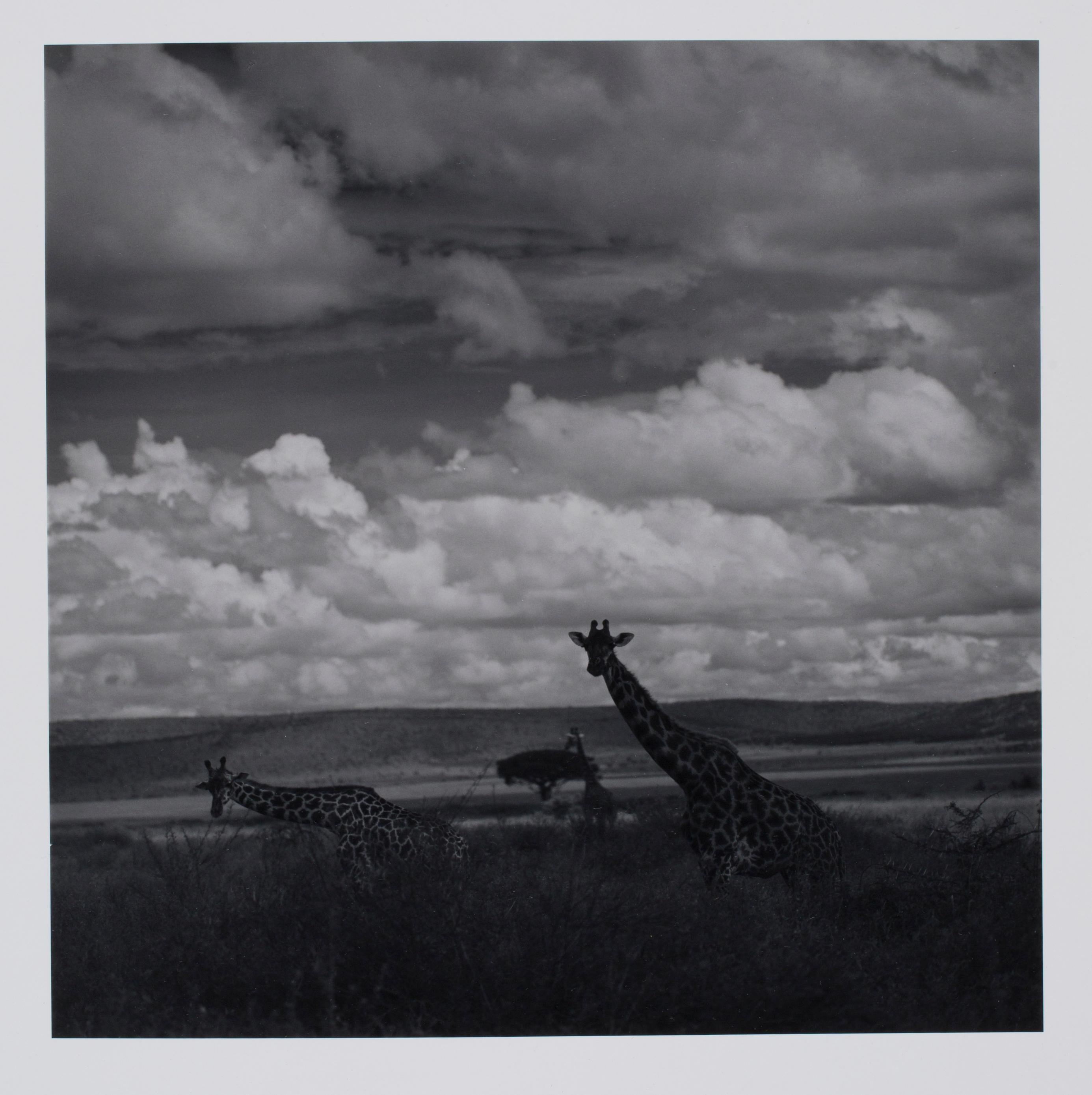 Hideoki Hagiwara Black and White Photograph - Hideoki, Black & White Photography, Zebra, Tanzania, 1994