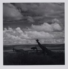 Retro Hideoki, Black & White Photography, Zebra, Tanzania, 1994