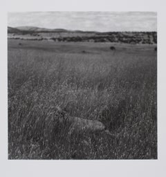 Hideoki, Black & White Photography, Cheetah, Tanzania, 1994