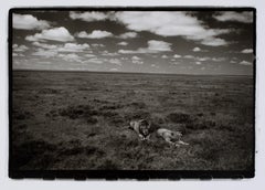 Vintage Hideoki, Black & White Photography, Cheetah, Tanzania, 1994