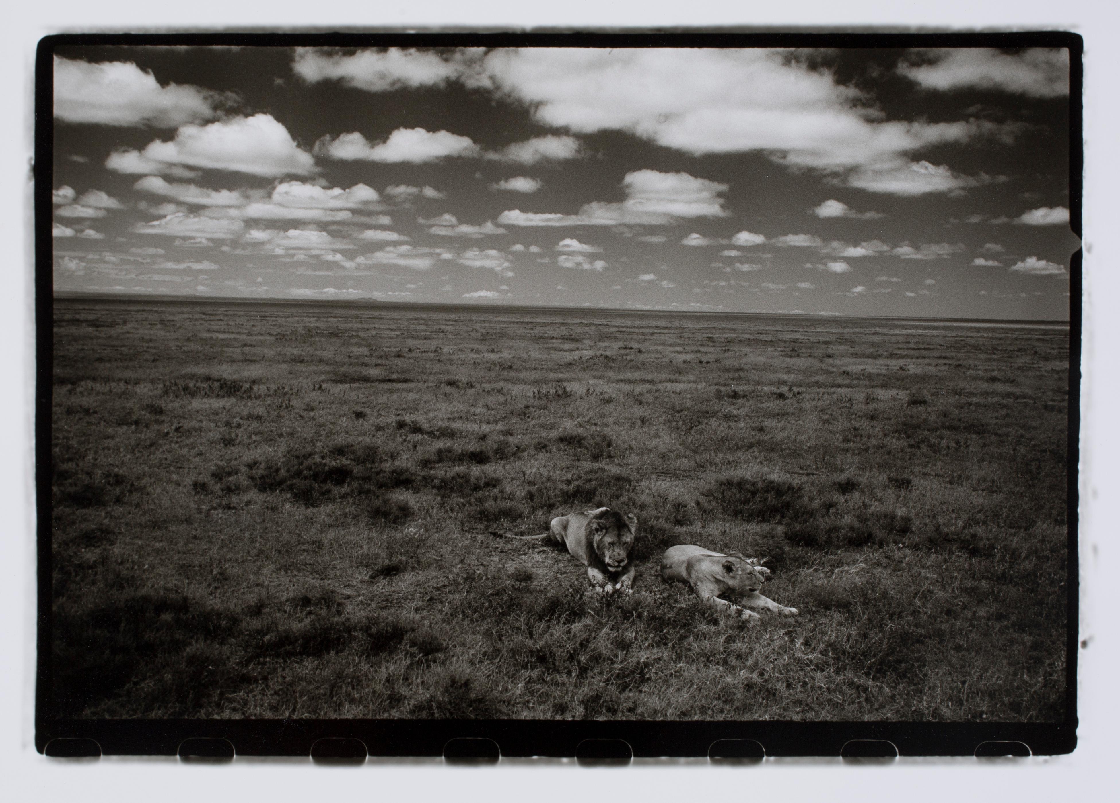 Hideoki Hagiwara Black and White Photograph - Hideoki, Black & White Photography, Cheetah, Tanzania, 1994
