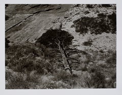 Hideoki, Black & White, Photography, Fallen Tree,  2002, 16" x 20"