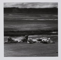 Retro Hideoki, Black & White Photography, Lion, Tanzania, 1994