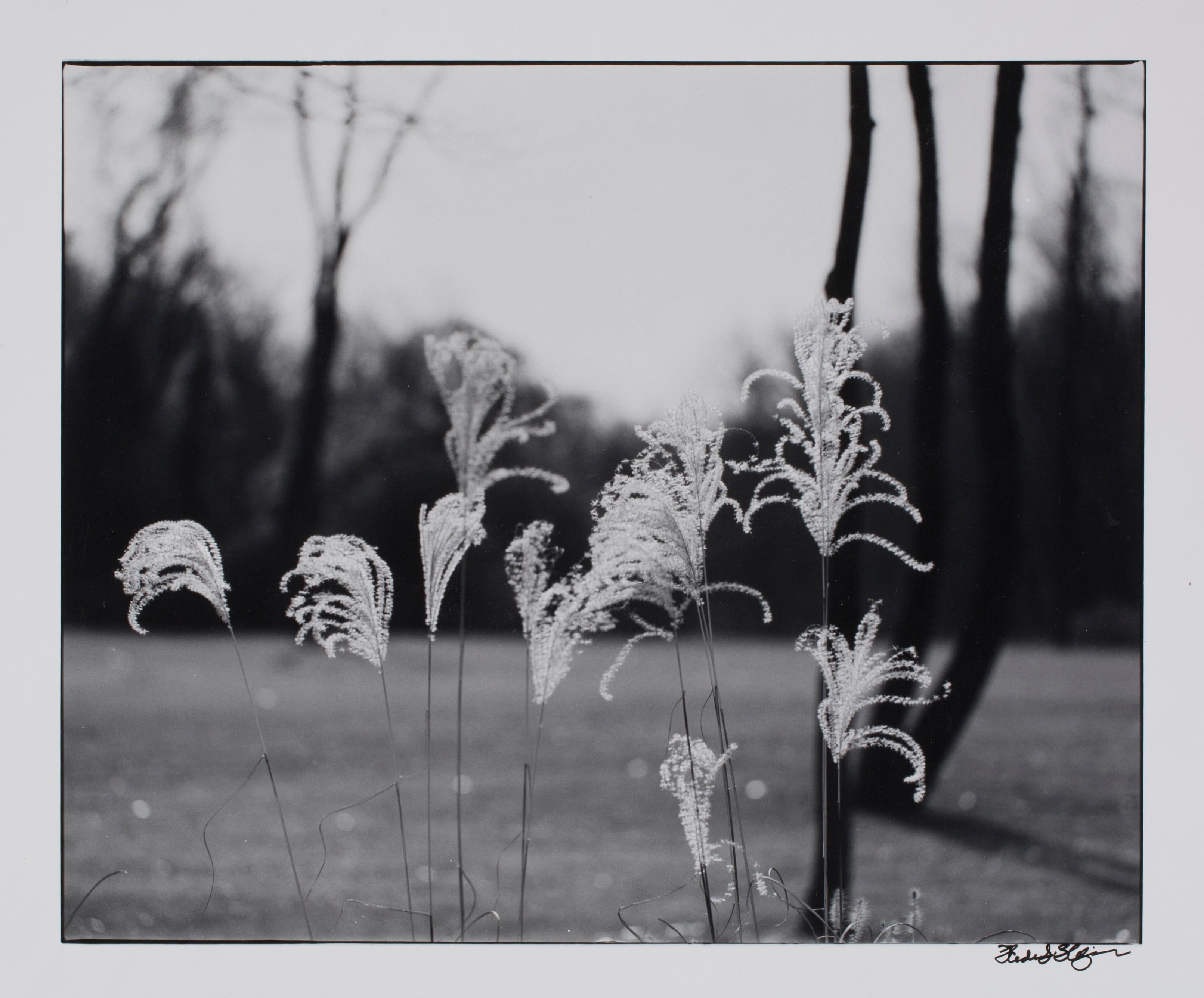 Hideoki Hagiwara Black and White Photograph - Hideoki, Black & White Photography, Nature, New York, 2002, 16" x 20"