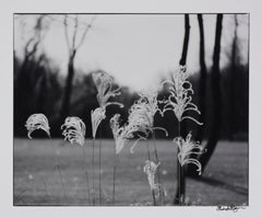 Hideoki, Black & White Photography, Nature, New York, 2002, 16" x 20"