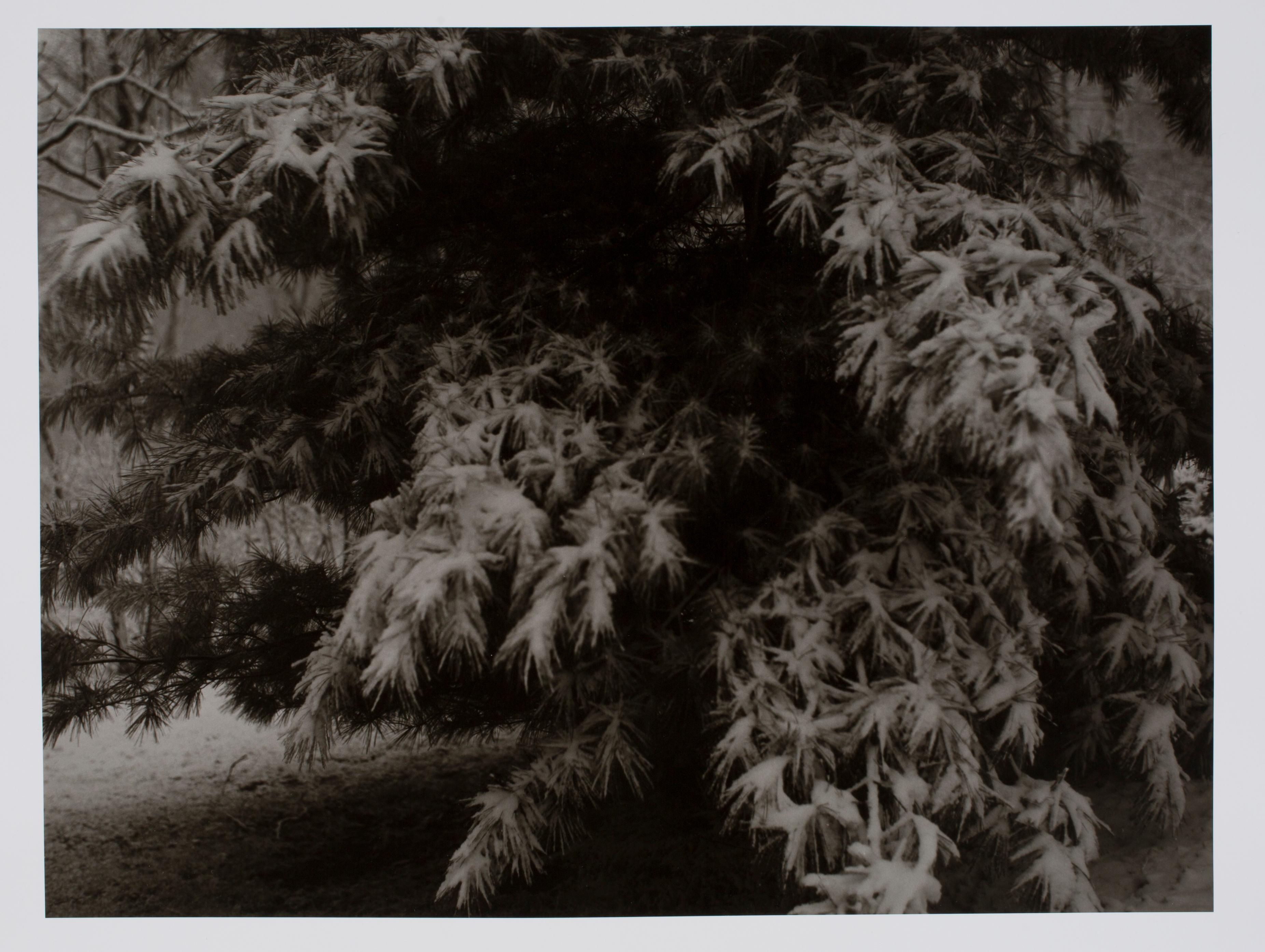 Hideoki Hagiwara Black and White Photograph - Hideoki, Black & White Photography, Snow Covered Tree, Japan, 1978