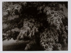 Vintage Hideoki, Black & White Photography, Snow Covered Tree, Japan, 1978